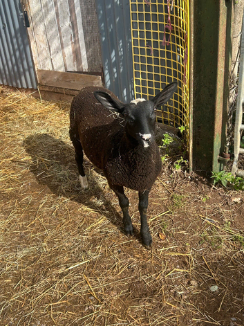 Zwartble ewe lamb