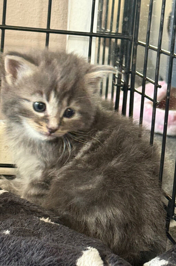 2 fluffy blue eyes kittens available