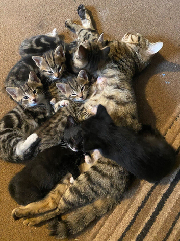 Kittens