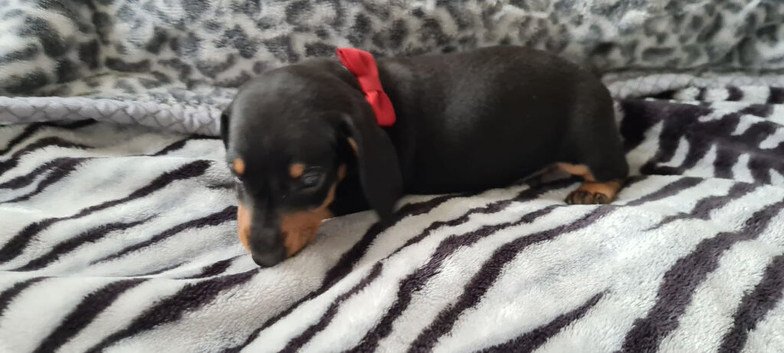Mini Dachshund