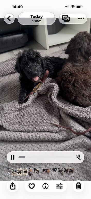 Cockapoo 1 brown boy 2 black girls ready to leave 16th September