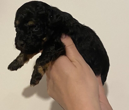 Toy cockapoo pups