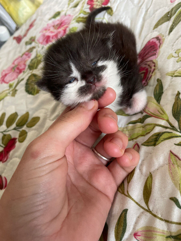 Maine coon x Persian kittens