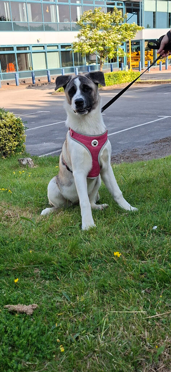 American akita
