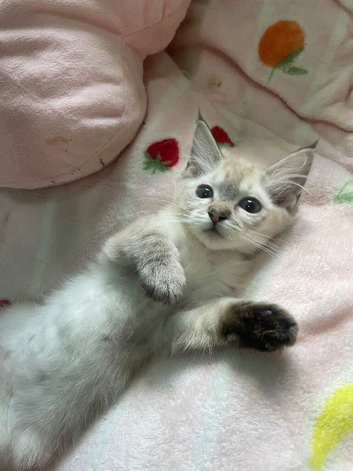 FEMALE RAGDOLLS