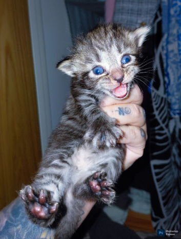 mixed babies for sale