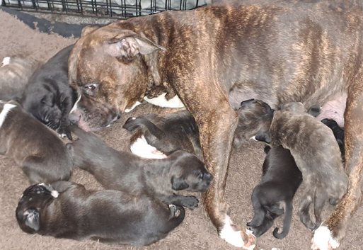8 stunning Staffordshire Bull Terrier puppies 7 girls 1 boy