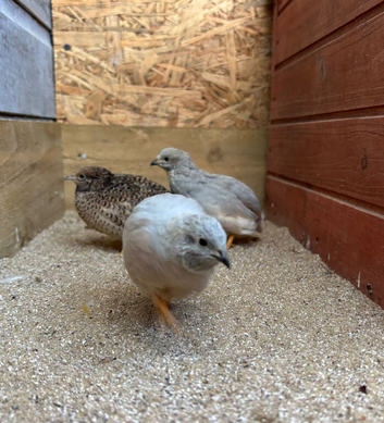 Male Chinese Painted Quail x 2