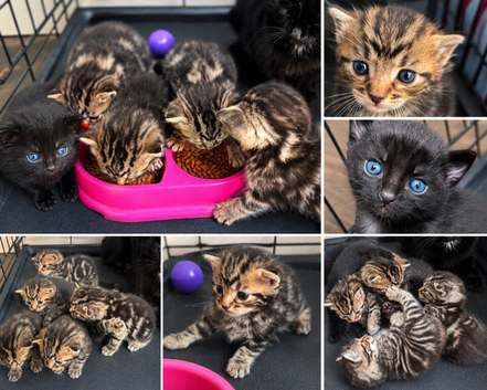 Beautiful cross bengals