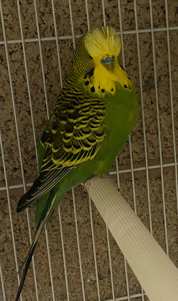 Budgie pair