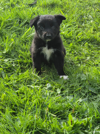 Sheep dog puppies