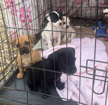 Jack Russell x French bulldog puppies for sale