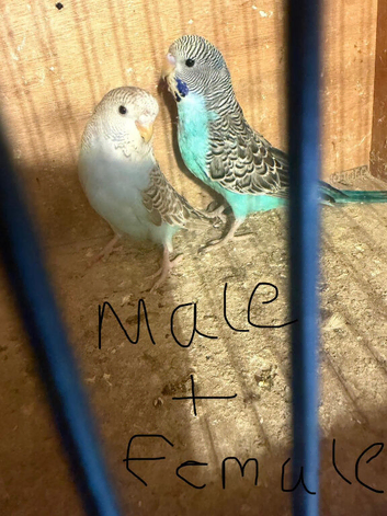 Baby budgies for sale  &pound;40 each collection mk404nn