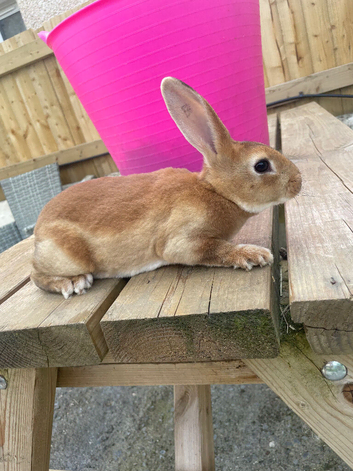 Ready to leave-Pure bred mini Rex