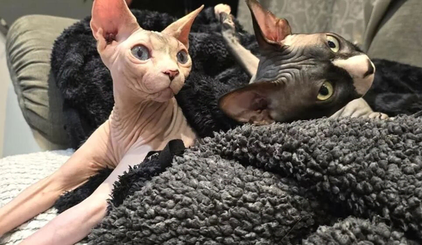 Adorable sphynx kittens️