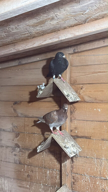 2 baby racing pigeons for sale - black and a red