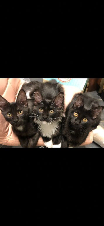 Beautiful full bread Maine coon kittens 6 LEFT