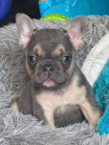 French bulldog puppy
