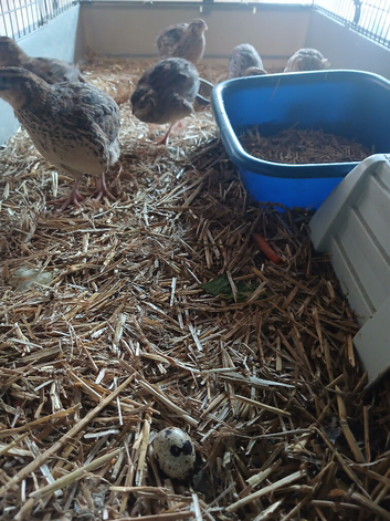 7 quail