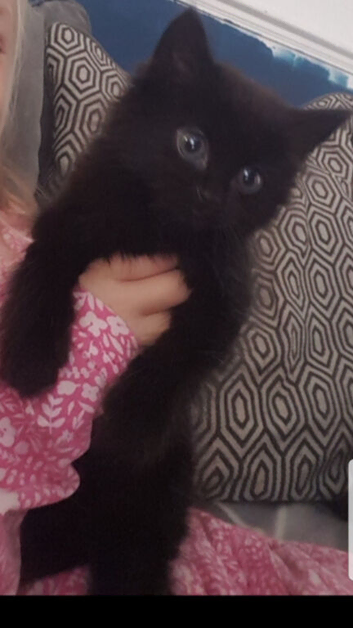 1 all black fluffy boy left