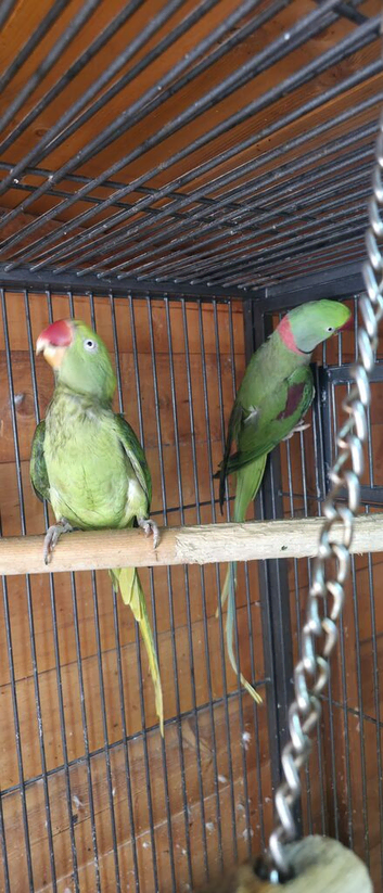 proven pair Alexanderine gives olive chiks