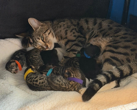 Bengal mix