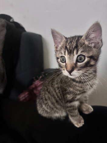 Grey tabby toyger kitten