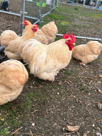 Lemon cuckoo pekin hatching eggs