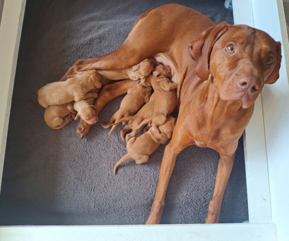 KC Registered Hungarian Vizsla Puppies