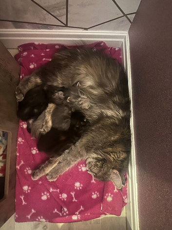 Beautiful TICA Registered Maine Coon Kittens Looking for Their Forever Homes