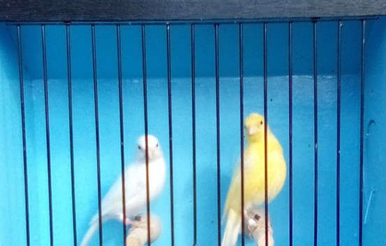 pair irish fancy canaries