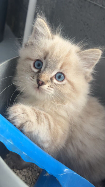 **Beautiful Ragdolls Boys **