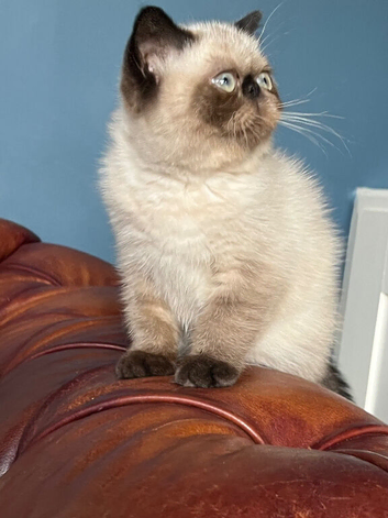 REDUCED - Remaining Seal Point Female.