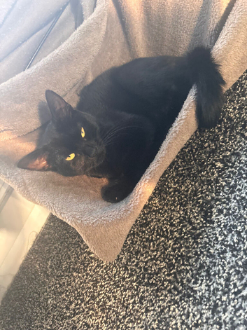 Kitten