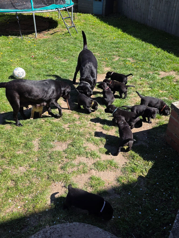 **Last Girl* Ready to Leave Tomorrow - KC Reg Beautiful Labradors at home with Mam and Dad