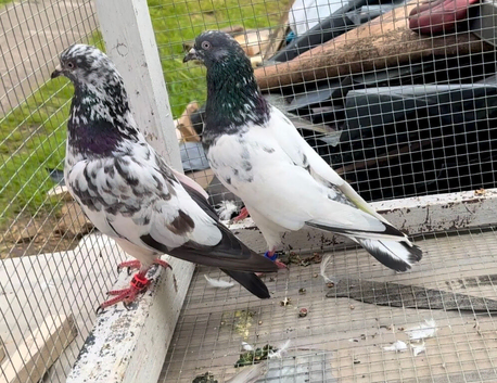 Pair of beautiful Highflyer