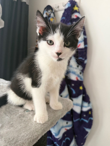 Beautiful kittens for sale - ready now