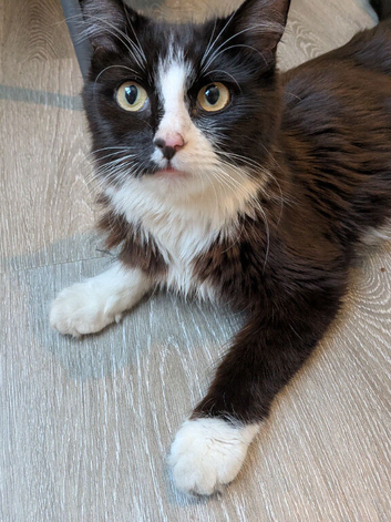 7 Month Old Cat