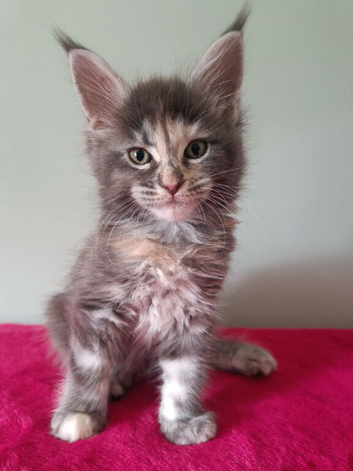 Tica Registered Maine coon kittens