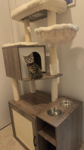 9 week old kitten