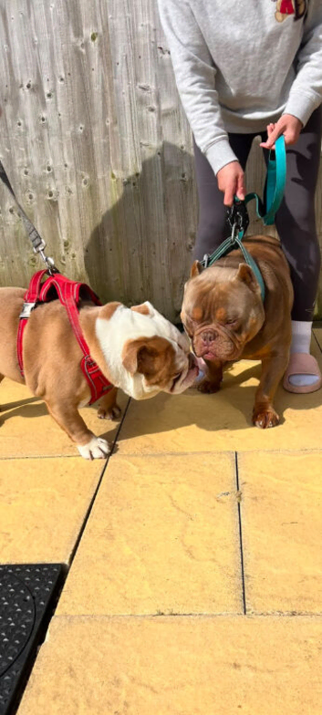 Exotic English bulldogs