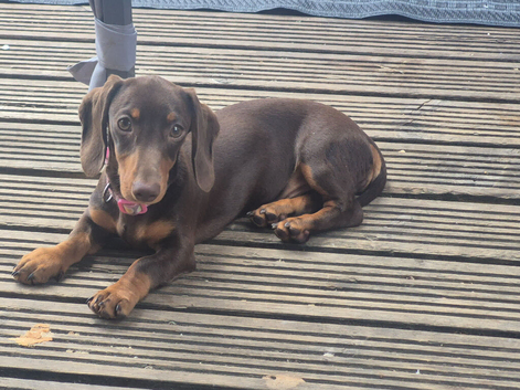 4 Months Old Dachshund Male