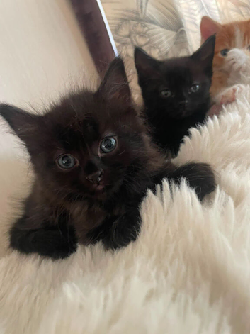 Echo & Juno