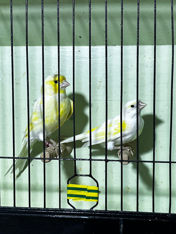 Golden mosaic pair