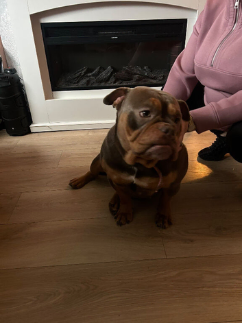 sadly need to rehome or beautiful girl