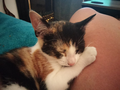 10 week old Calico beautiful kitten