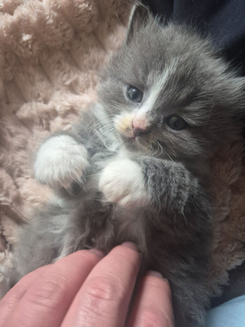 BSH X kittens