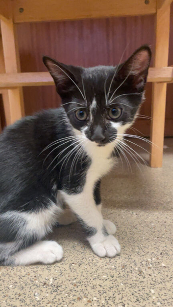 2 black and white kittens