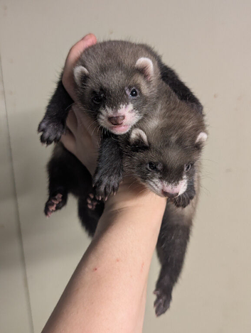 Baby ( kit ) PET ferrets