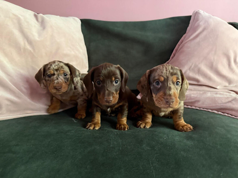 Dachund Puppies- Unique coats - looking for forever homes
